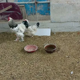 Brama