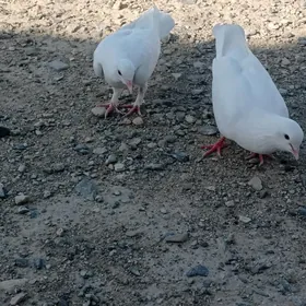kepderi