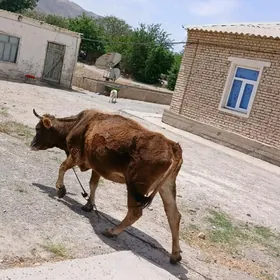голели сыгыр