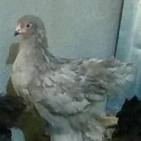 brama Blu  juyje