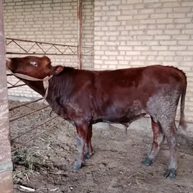 ÖKUZ