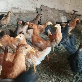 towuk juyje 3 aylyk