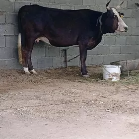 gurbanlyk gysyr sygyr