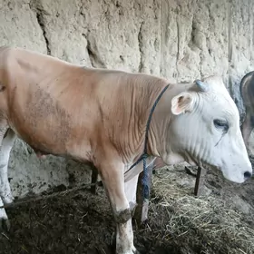 3 öküz satlyk