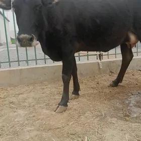 göleli sygyr