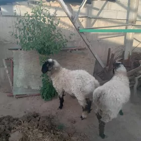 İşşek .