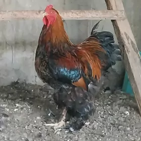 brama