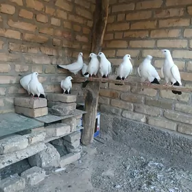 kepder