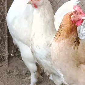 Akja horaz Petka