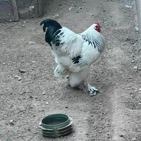 brama