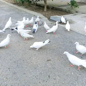 Kepderi