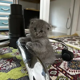 кошка pisik