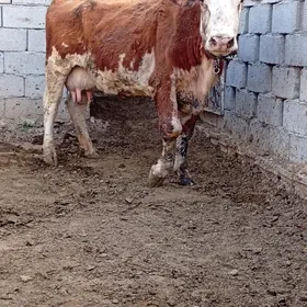 Simental Sygyr