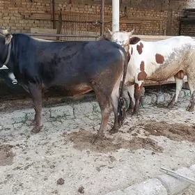 ÖKÜZ