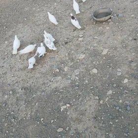kepderi