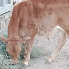 Göle