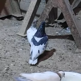 Kepderi