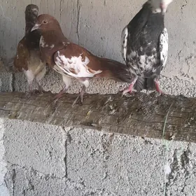 kepderi