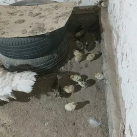 Индюк Induk