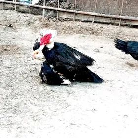 ördek