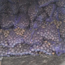 kartoşka