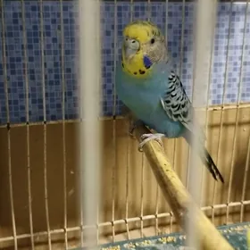 gus