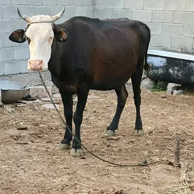 sygyr