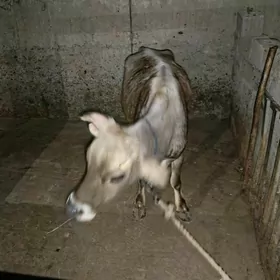 şwes sygyr