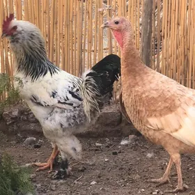 Brama