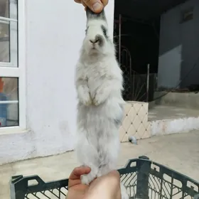 Towşan