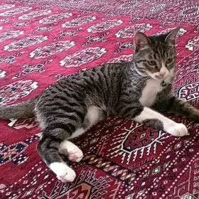 Öýdrki pişik