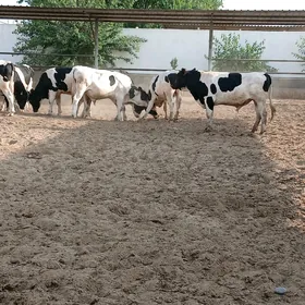 Kelek ôkûzler galşteÿin