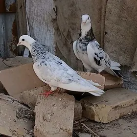 kepderi