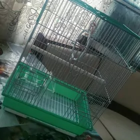 клетка