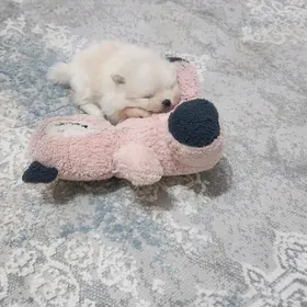 померанский шпиц
