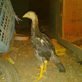 Baysow jüyje