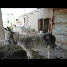EŞŞEK HEMDE ARABA