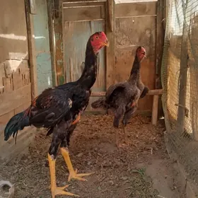 arassa gan urşýan horaz