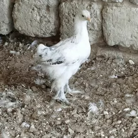 brama balgar towuk juje