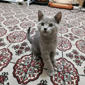 seri pişik