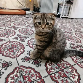 şatlan wislawok pisik