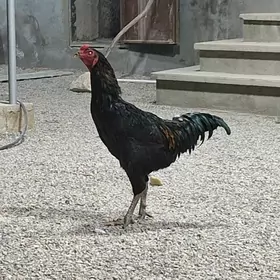 horoz