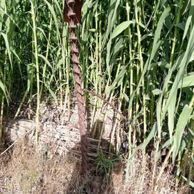 kasilka ( ot oryan)