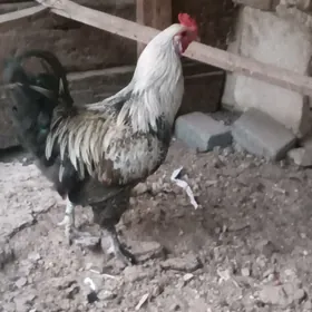 7 aýlyk towuklar