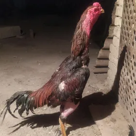 Taşkent horaz