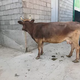 SYGYR