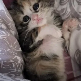 домашние котята