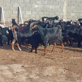 geçi
