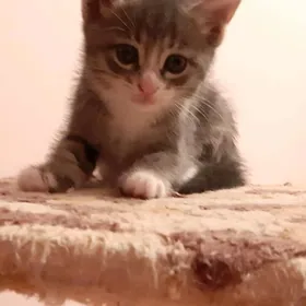 отдам котенка