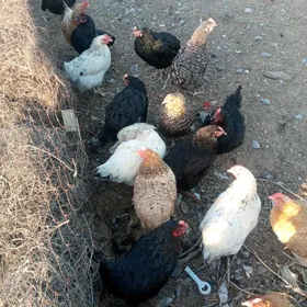 Towuk cil paroda